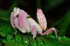 Superstock Stock Photography Malaysian Orchid Mantis Hymenopus Coronatus A Small Praying Mantis Which Mimics To Perfection A Phalaenopsis Orchid Flower To Tri Orchid Mantis Praying Mantis Orchids