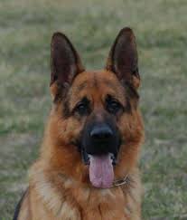 Blue german shepherd puppies for sale in wisconsin. Akc Black Red German Shepherd Puppies For Sale In Cornell Wisconsin Classified Americanlisted Com