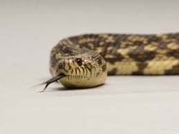 Louisiana Pine Snake