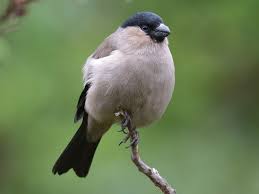 Image result for Pycreus muricatus