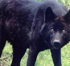 خلفيات شاشه قفل وشاشه رئيسية الجزء الاول. Black Wolf Sad Ø§Ù„Ø°Ø¦Ø¨ Ø§Ù„Ø£Ø³ÙˆØ¯ Ø§Ù„Ø­Ø²ÙŠÙ† Ø§Ù„ØµÙˆØ± ÙÙŠØ³Ø¨ÙˆÙƒ