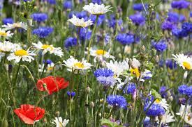3.5 out of 5 stars. Best Choices For Red White And Blue Flowers