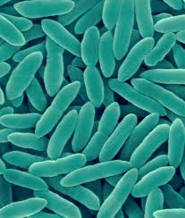 Image result for Pseudomonas syringae