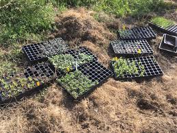 Whether you're rearranging the garden or starting with plants from a garden shop, the basic steps of transplanting are the same. Gardening In A Time Of Corona First Spring In Our Portuguese Garden Noel Kingsbury