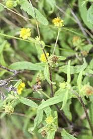 Image result for Sigesbeckia