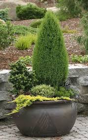 Combination Evergreens Beautiful Getting Dwarfs Immergruner Garten Gartencontainer Topfgarten