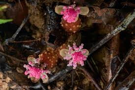 Image result for Balanophoraceae