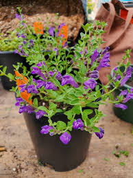 Image result for Scutellaria violascens