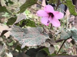 Image result for Pavonia clathrata