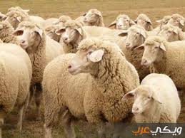 في حالة كان صوف الكبش الذي ظهر في منام الفتاة العزباء ذات اللون الأبيض، فهذا يدل على أن تلك الفتاة سوف تحصل على هدية عما قريب ستكون قيمة من شخص عزيز عليها. Ø´Ø±Ø§Ø¡ ÙƒØ¨Ø´ ÙÙŠ Ø§Ù„Ù…Ù†Ø§Ù… Cooknays Com