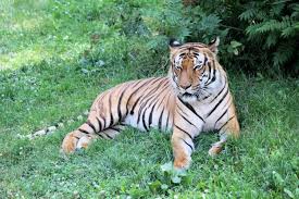 The tiger attractions are the best. How La Zoo Is Keeping Tigers Safe From Covid 19