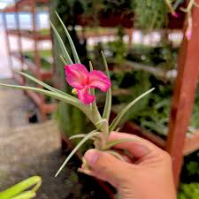 Image result for Albertisia