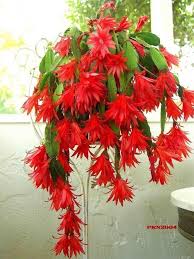 It can take a little effort, but when it's covered in flowers, it's so worth it. What S In A Name Christmas Cactus Thanksgiving Cactus Easter Cactus The Cashmere Cottage Orchid Cactus Easter Cactus Christmas Cactus Plant