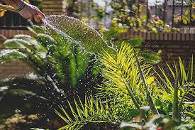 Pflanzen Kolle Gartencenter Gmbh Co Kg Ich Mach S Mir Schon Ihr Gartner Seit 1818 Garten Design Garten Gartendekoration