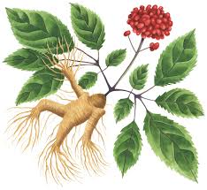 Plant ginseng seeds in the fall or early winter when the ground is slightly moist, preferably just after a light rain or snow. The Seedy World Of Plant Poaching The Walrus