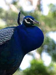 File Pavo Cristatus 001 Jpg Wikimedia Commons Tavus Kusu