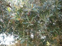 Mia mamma usava coprire le olive con degli strofinacci vecchi in modo che tutte le olive adesso bisogna procedere al lavaggio delle olive per scaricare la soda. Olive In Concia
