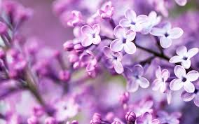 Pink And Purple Wallpaper Hd Desktop Wallpapers 4k Hd The great collection of pink purple wallpaper for desktop, laptop and mobiles. pink and purple wallpaper hd desktop wallpapers 4k hd