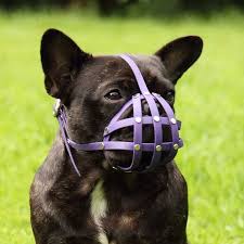 Their short muzzle causes them to tilt their body backward to keep their nose and mouth above water and they have. Muzzle French Bulldog Biothane 11 16kg Short Muzzle Etsy