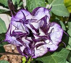 Maybe you would like to learn more about one of these? Angel Trumpet Double Purple Datura Metel Fastuosa Flower Seed 25 Fresh Usa Ebay