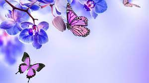 Butterfly Wallpaper For Mobile Phone Tablet Desktop Computer And Other Devices Hd And 4k Wallpaper In 2021 Butterfly Wallpaper Wallpaper Wallpapers For Mobile Phones