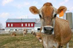 Check spelling or type a new query. Jersey Rinder Merkmale