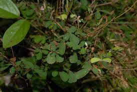 Image result for Grona ramosissima