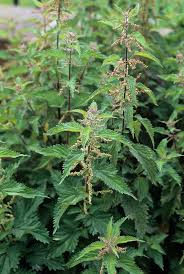 Image result for Urtica