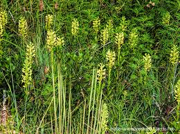 Image result for Habenaria epipactidea