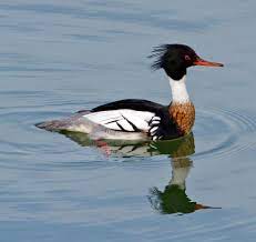 Walmart.com has been visited by 1m+ users in the past month Red Breasted Merganser Ebirdr