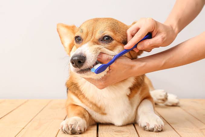The Importance of Dental Cleanings for All Dogs and Cats - Valuvet Wellness Veterinary  Clinic