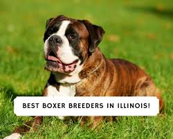 We operate solely on contributions from our supporters and the general public. 4 Best Boxer Breeders In Illinois 2021 We Love Doodles