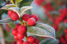 Find the perfect tiny red berries stock photo. Bushes Or Shrubs With Red Berries