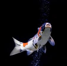 With our prices you can compete but our quality can't. 11 901 Koi Fish Stock Photos Free Royalty Free Koi Fish Images Depositphotos