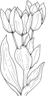 Tulipanowe Trojaczki Coloriage Coloriage Difficile Image Fleur