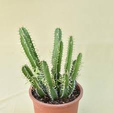 Image result for Euphorbia mlanjeana