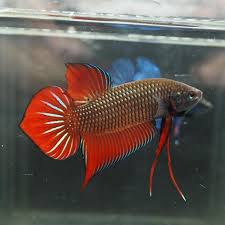 If you're interested in getting into keeping these betta fish, keep reading. Wild Betta Splendens Dm For More Info Wildbettas Betta Bettas Bettasis Bettaholic Bettaforsale Bettathailand Plakad Betta Fish Betta Aquarium Fish