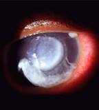 Image result for does halloween city have colored contacts