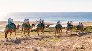 There are no stirrups on camels and for a completely free feeling ride barefoot, relax your legs and let them hang loosely rather than riding jockey style, your camel man should tie your footwear to your camel. Camel Rides In Cabo San Lucas Things To Do In Cabo Blog
