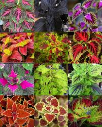 Electronics Cars Fashion Collectibles Coupons And More Ebay Container Gardening Flowers Plants Succulent Garden Diy Indoor