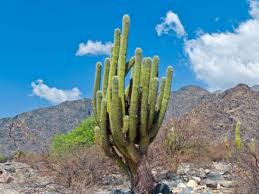 Learn more about how much water your body needs and why when you check out a previous wonder of the day: Cardon The Tallest Cactus In The World World Of Succulents Tall Cactus Cactus Succulents