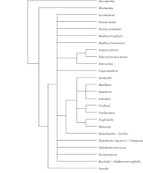 Image result for Scytopetalum pierreanum
