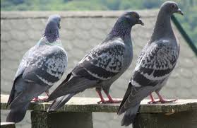 Basic Care Of A Pigeon As A Pet Pet Pigeon Pet Breeds Pets