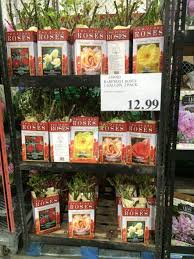 We did not find results for: Bareroot Roses 1 Gallon 2 Pack Costcochaser