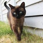 Siamese Cat Colors Chart | Fascinating Facts | Siamese of Day