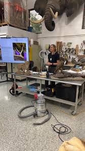 Live from INHA Headquarters!, Conservator Fran Ritchie @toughritchie  introduces dry cleaning techniques for taxidermy,  #naturalhistoryconservation #taxidermie #taxidermy #conservation  #restoration ...