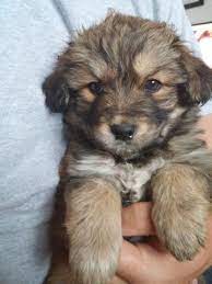 Stay updated about golden retriever puppies for sale uk. Golden Retriever German Shepherd Puppies For Sale In Vancouver Washington Classified Americanlisted Com