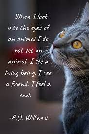 Pin On Window To The Soul