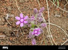Image result for Raphionacme hirsuta