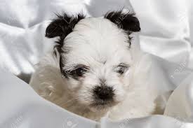 Maybe you would like to learn more about one of these? Cute Five Week Old Pomeranian Poodle Mix With Black Ears Stock Photo Picture And Royalty Free Image Image 20417061